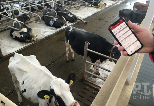 цифровые-коровы