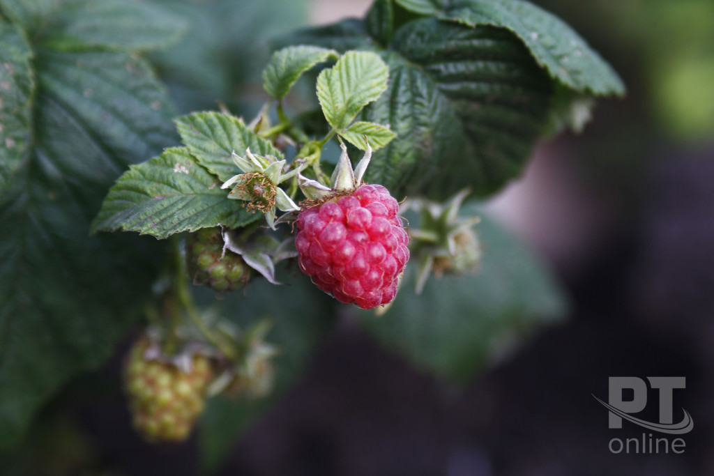 Урожай_малина_A8G3186