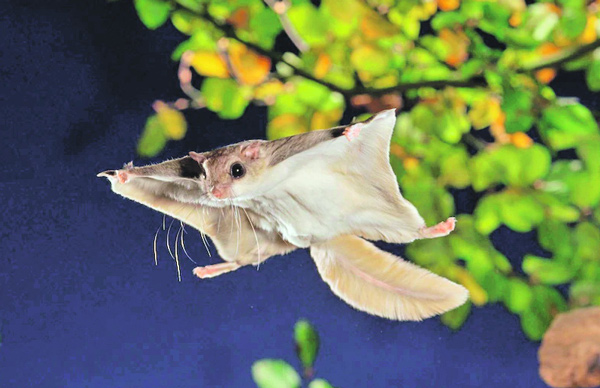 белка-летяга