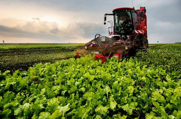 сахарная-свекла