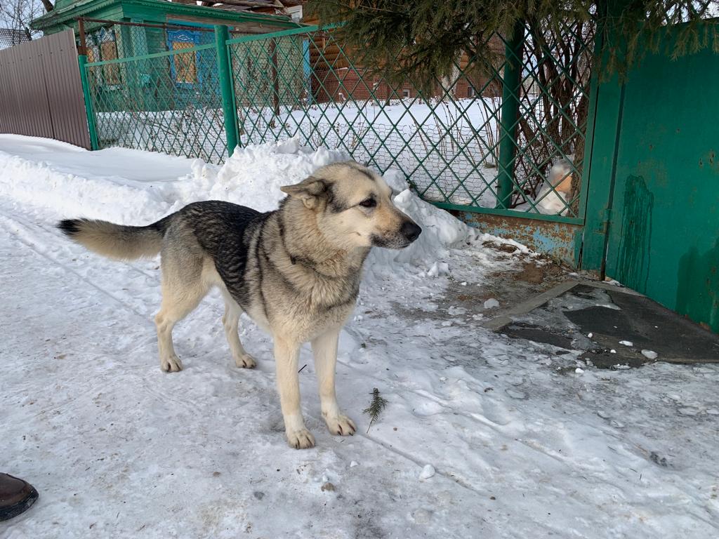 Татарстан ужесточает правила содержания домашних животных