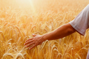 В Татарстане производство пива упало на 5%