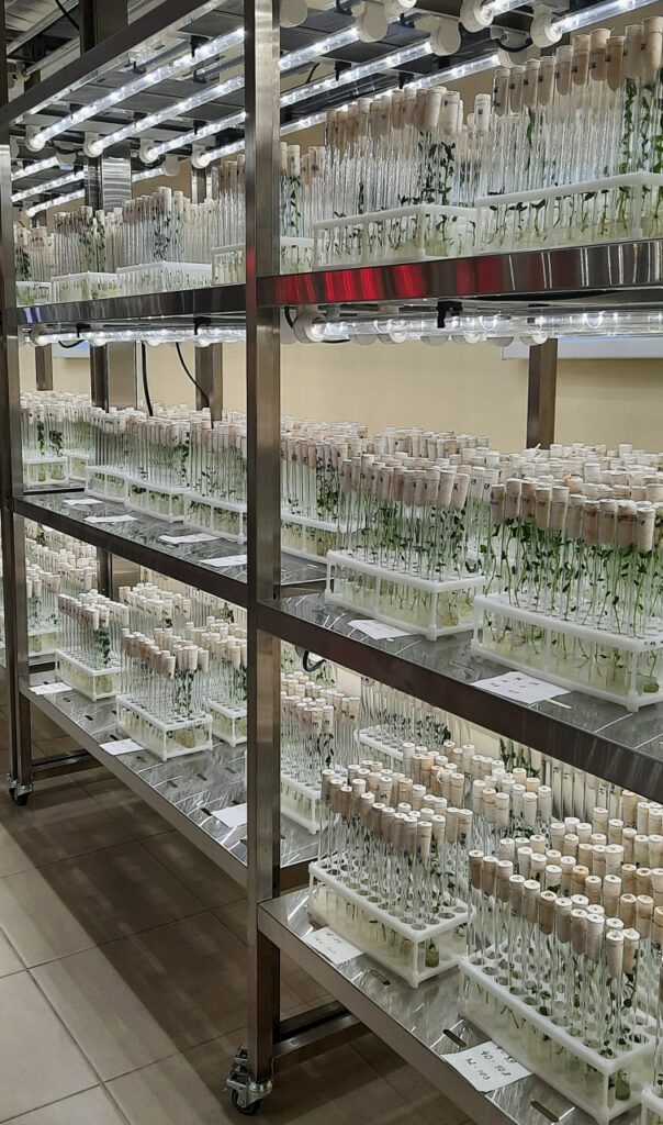 «Амигос» во фритюре: ученые из Татарстана вывели новый сорт картошки взамен импортной