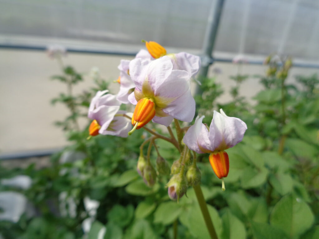 «Амигос» во фритюре: ученые из Татарстана вывели новый сорт картошки взамен импортной