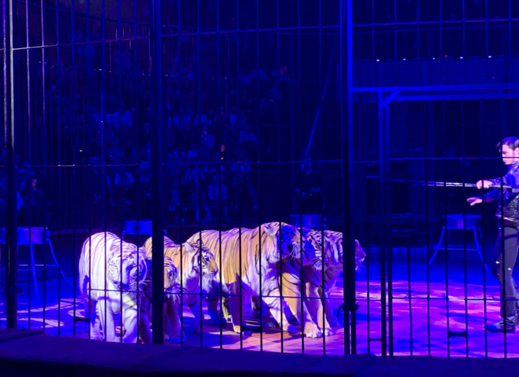 Прыгающие тигры и птица-носорог: в Казани прошла премьера «Цирка из сапога»