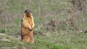 В Татарстане начали просыпаться первые сурки-байбаки после семимесячного сна