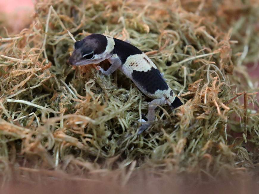 В Казанском зооботсаде появился детеныш гекконов