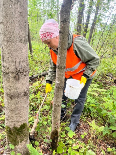лесники зовут татарстанцев помочь в борьбе с непарным шелкопрядом