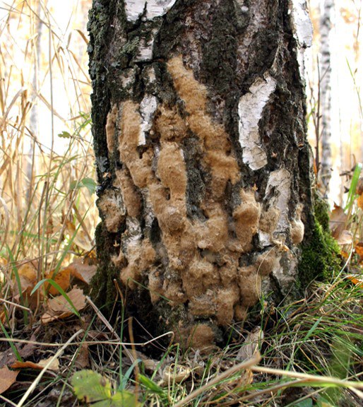 В темно-синем лесу: лесники зовут татарстанцев помочь в борьбе с непарным шелкопрядом