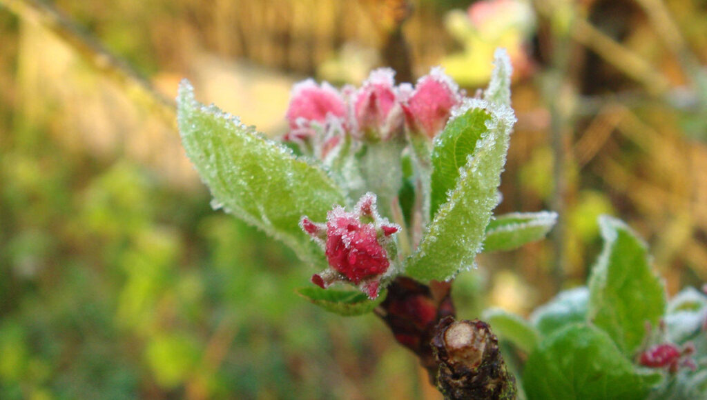 В Татарстан нагрянут майские заморозки