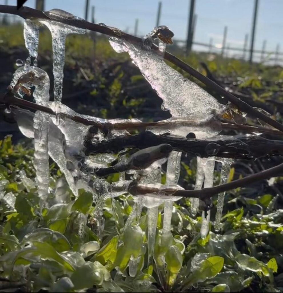 Все замерзло: аграрии Татарстана считают убытки после майских холодов