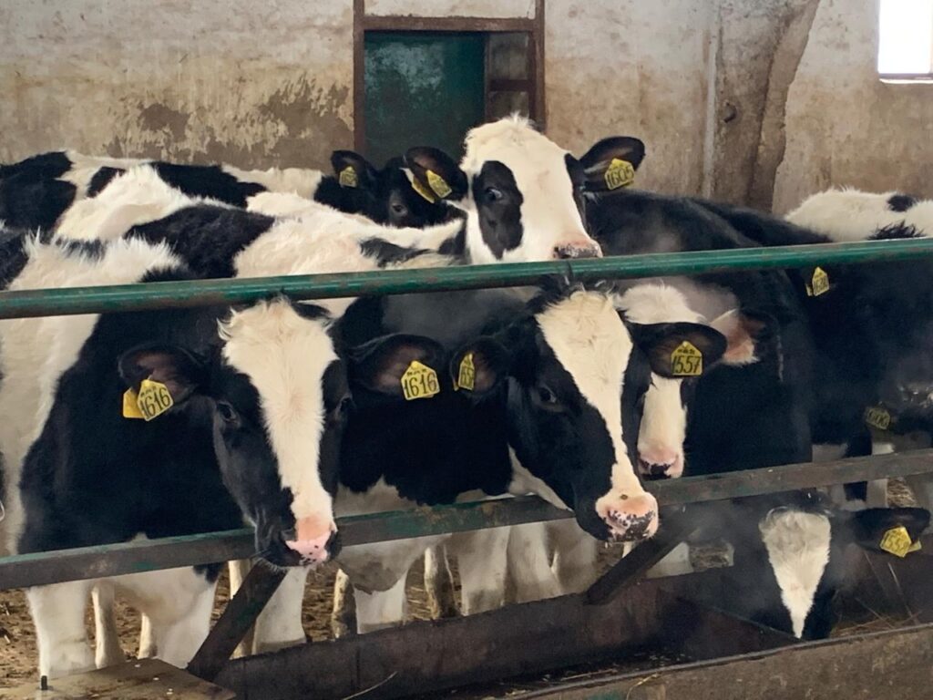 Лидерство с нюансами: как Татарстан сможет остаться самым «молочным» регионом страны