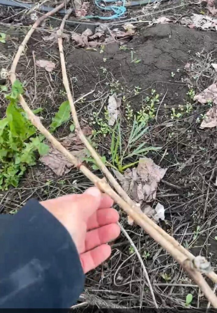 Все замерзло: аграрии Татарстана считают убытки после майских холодов