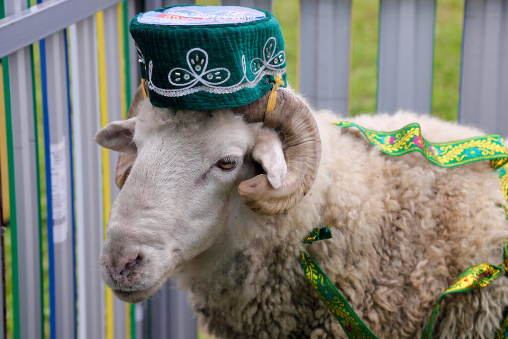 мусульман Татарстана призвали покупать на Курбан-байрам местных баранов