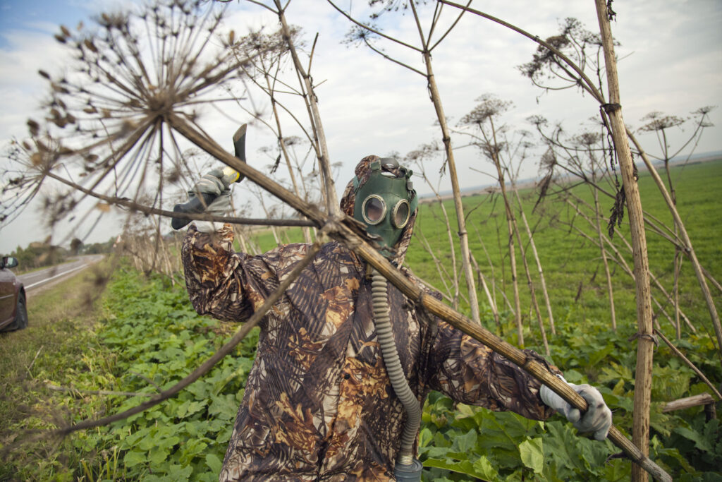 Миллион за борщевик: татарстанцев обяжут воевать с «зеленым оккупантом»