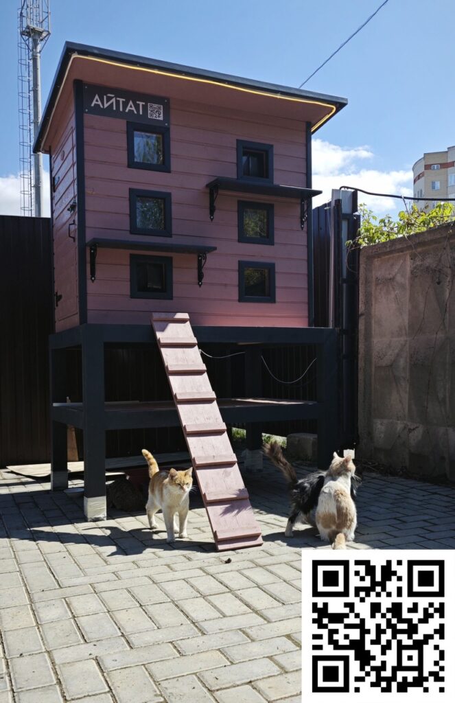 Кто в домике живет: татарстанцы озаботились жилищным вопросом кошек