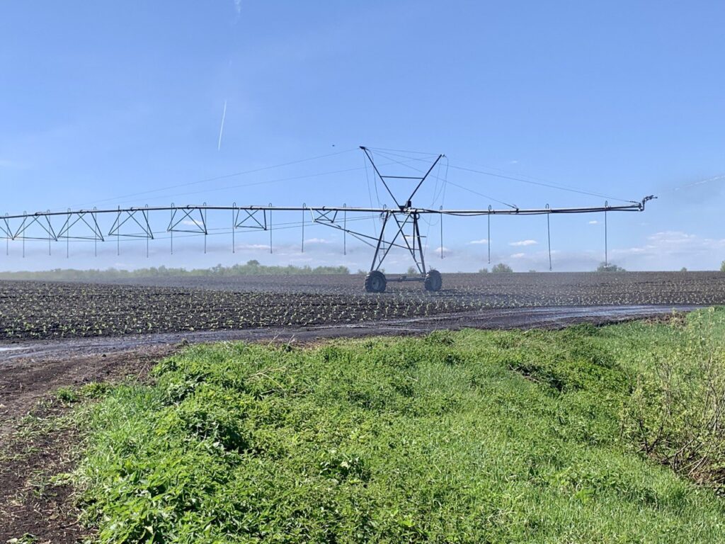 Капусту сажают на «Феррари», а поливают из Камы: «Нармонка» не оставит Казань без овощей