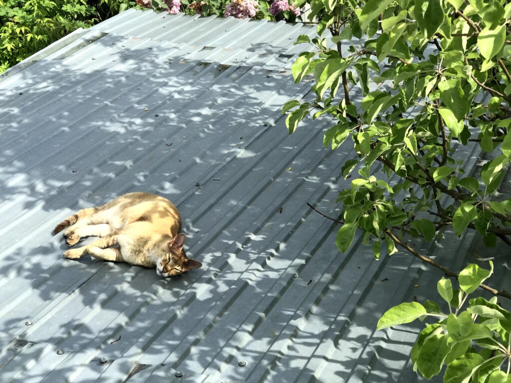 Профессор КФУ рассказал, когда ждать жару в Татарстане