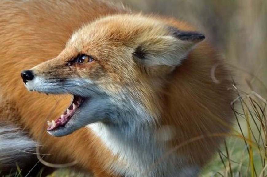 Бешеная лисица человека не боится: татарстанцам советуют остерегаться гостей из леса
