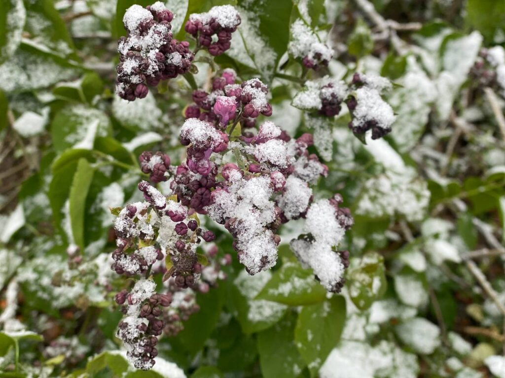 Снег и заморозки могут оставить татарстанцев без урожая