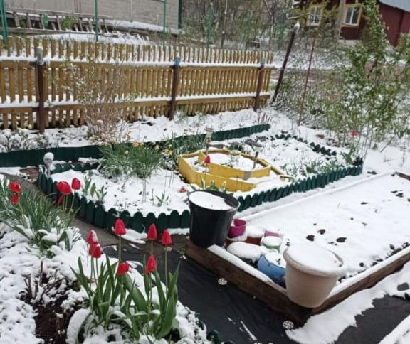 Снег и заморозки могут оставить татарстанцев без урожая