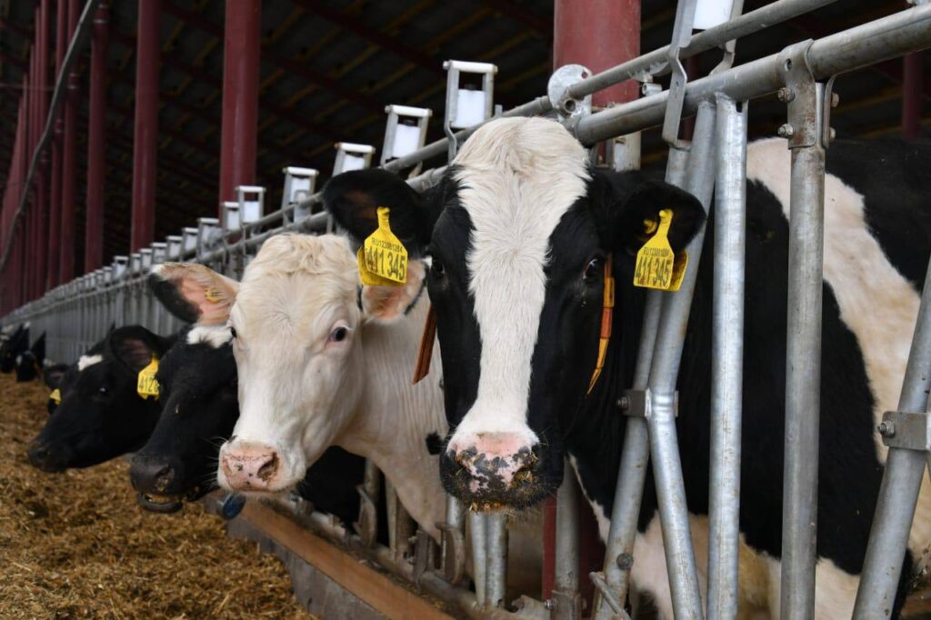 Минниханов посетил животноводческий комплекс ХК «Чистополье»