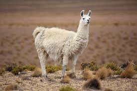 Мясо ламы будет доступно в России 
