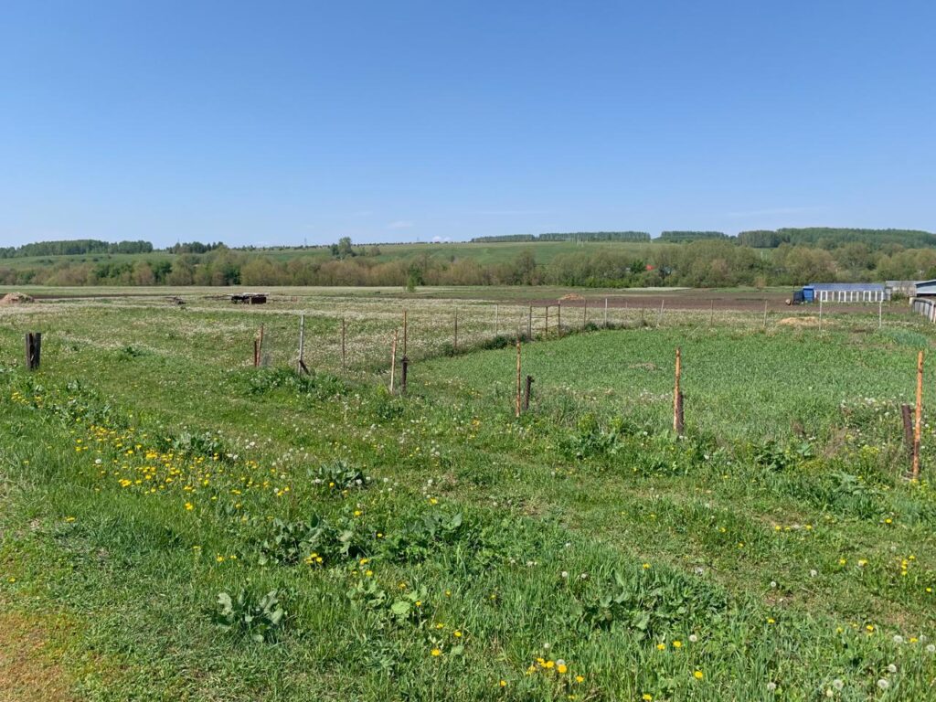 «Оскорбляет наши чувства»: село в Татарстане бунтует против открытия собачьего приюта