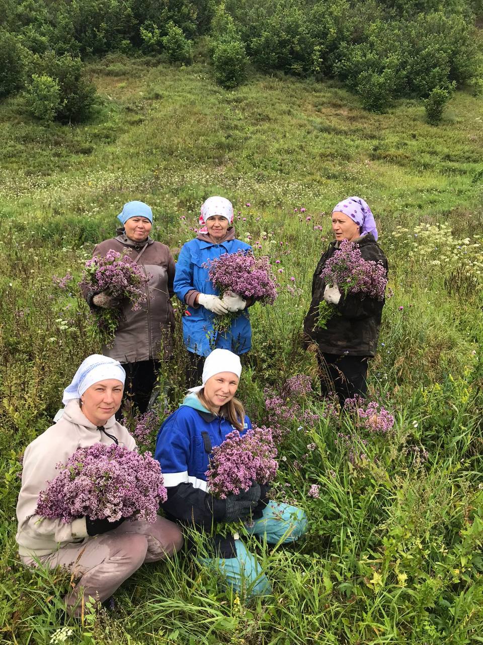 Жительницы Нижнекамского района заготавливают душицу для бойцов СВО