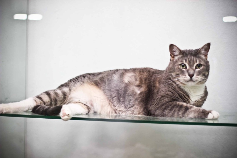 Люкс для Мурзика: сколько просят за услуги зоогостиницы и зооняни в Казани