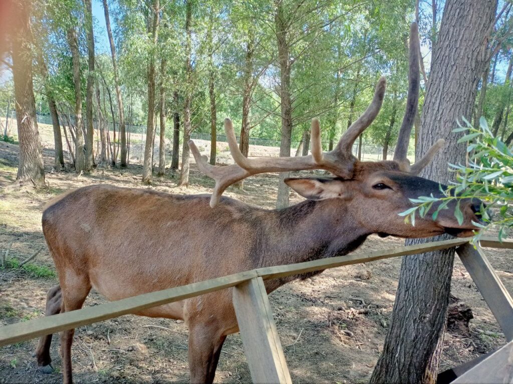 Поцелуют за морковку: в Татарстане появился парк альпак