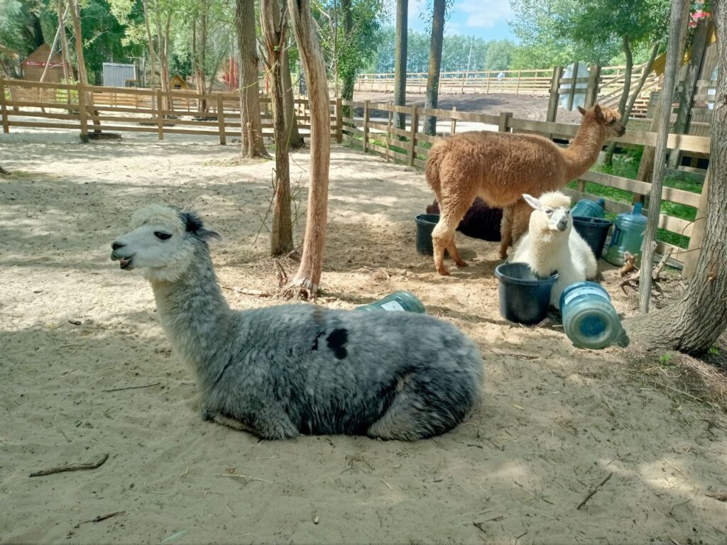 Поцелуют за морковку: в Татарстане появился парк альпак