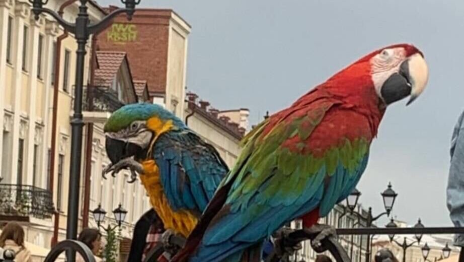 Навязчивым не место: приставал на казанской улице Баумана приструнит Госсовет