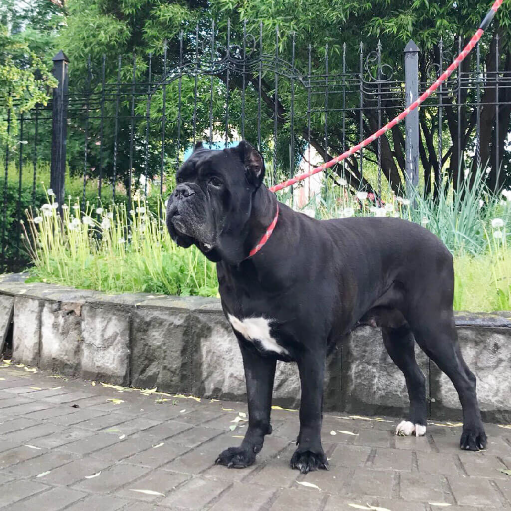 Люкс для Мурзика: сколько просят за услуги зоогостиницы и зооняни в Казани