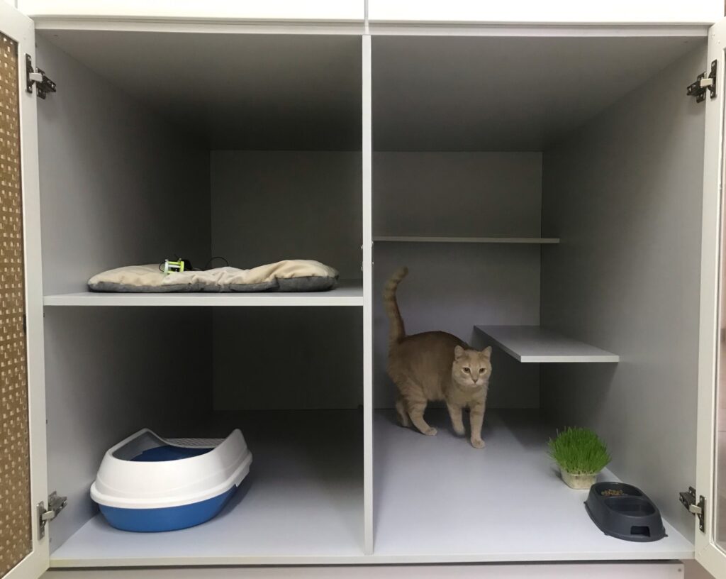 Люкс для Мурзика: сколько просят за услуги зоогостиницы и зооняни в Казани