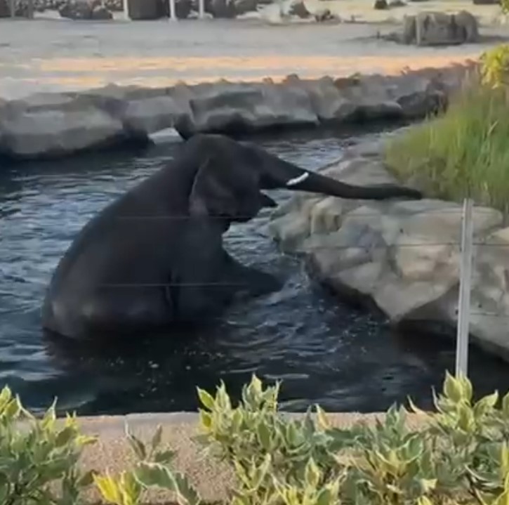 Как купается слон Филимон показал Казанский зоопарк