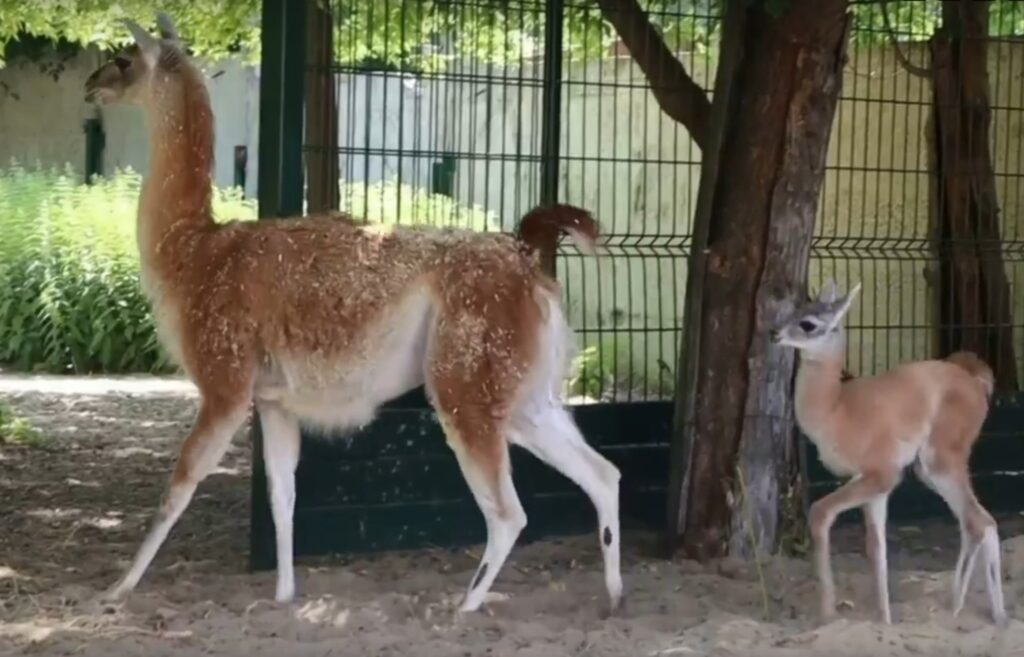 В Казанском зоопарке у пары гуанако родился малыш