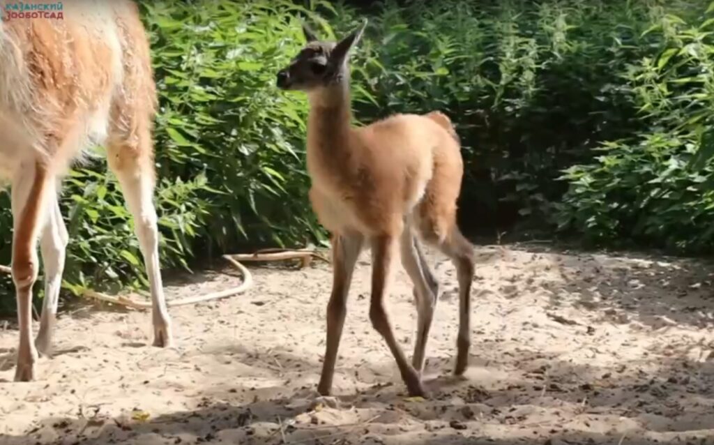 Татарстанцы выбрали имя для малышки-гуанако в казанском зоопарке - её назвали Лулой