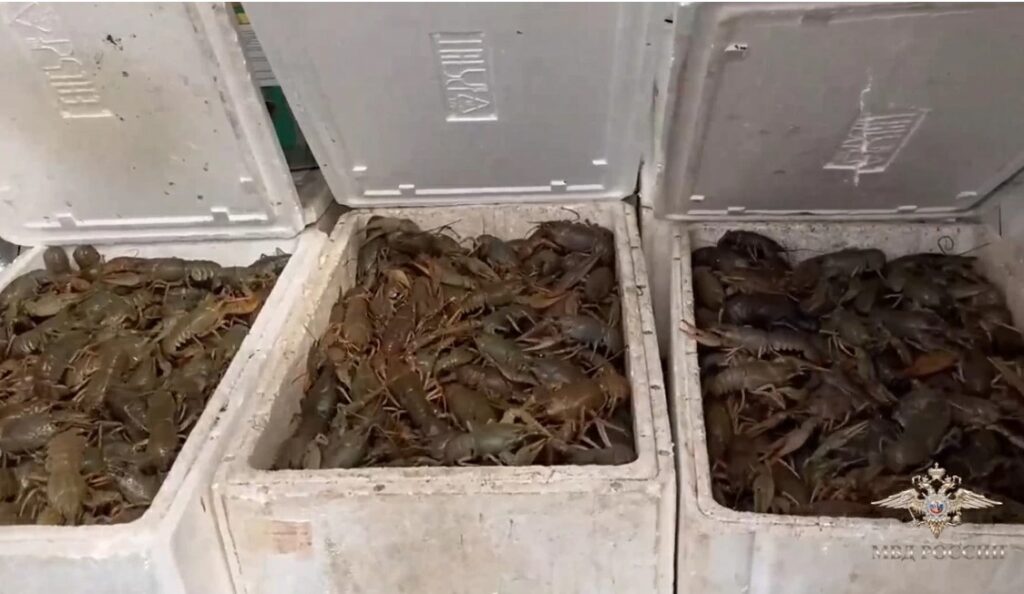 Ирина Волк: В Самарской области полицейские задержали татарстанца с 15 тысячами раков