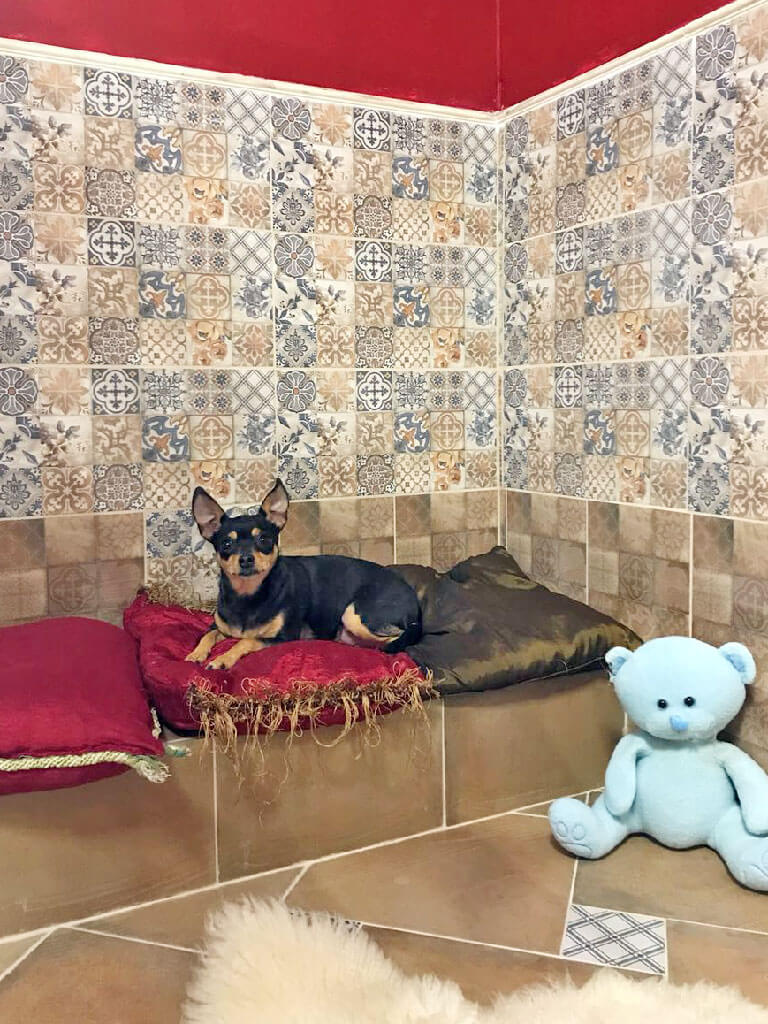 Люкс для Мурзика: сколько просят за услуги зоогостиницы и зооняни в Казани