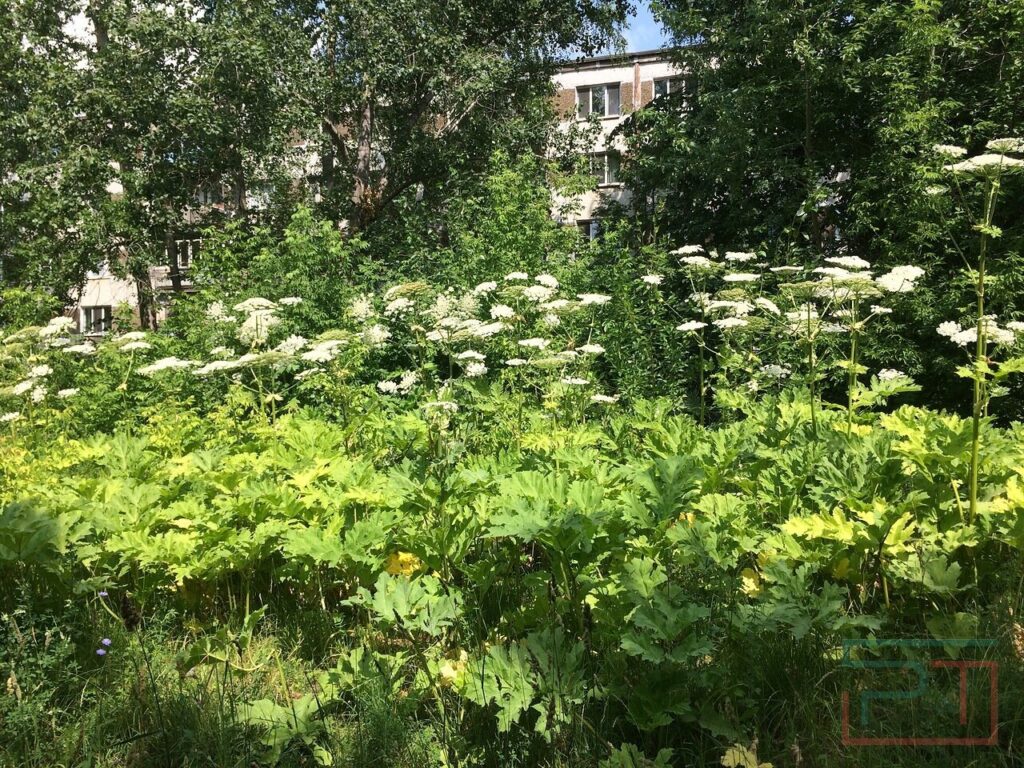 Тепло, еще теплее: Татарстан в связи с изменением климата осваивают пришельцы