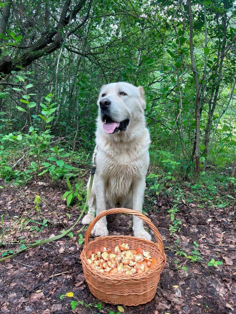 Минниханов с Акдусом сходил за грибами и поделился фото добычи