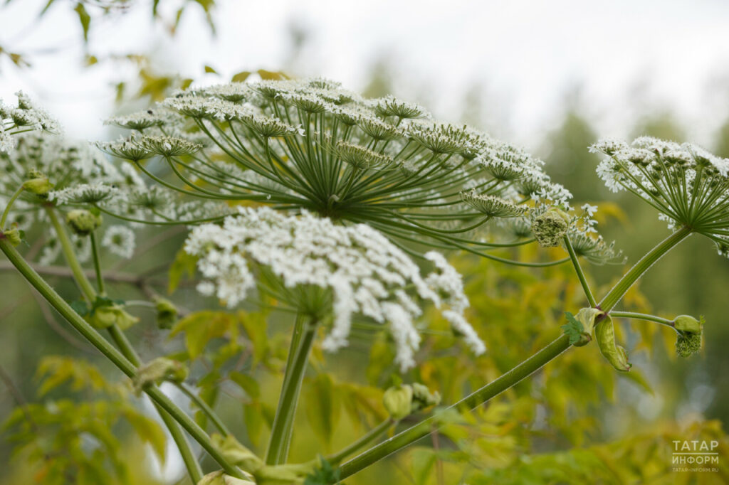 Тепло, еще теплее: Татарстан в связи с изменением климата осваивают пришельцы