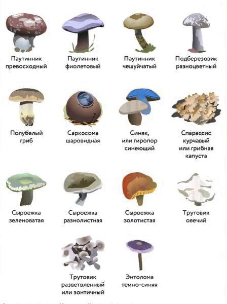 Миллион за паутинник: грибники в Татарстане испугались штрафов за добычу ценных экземпляров