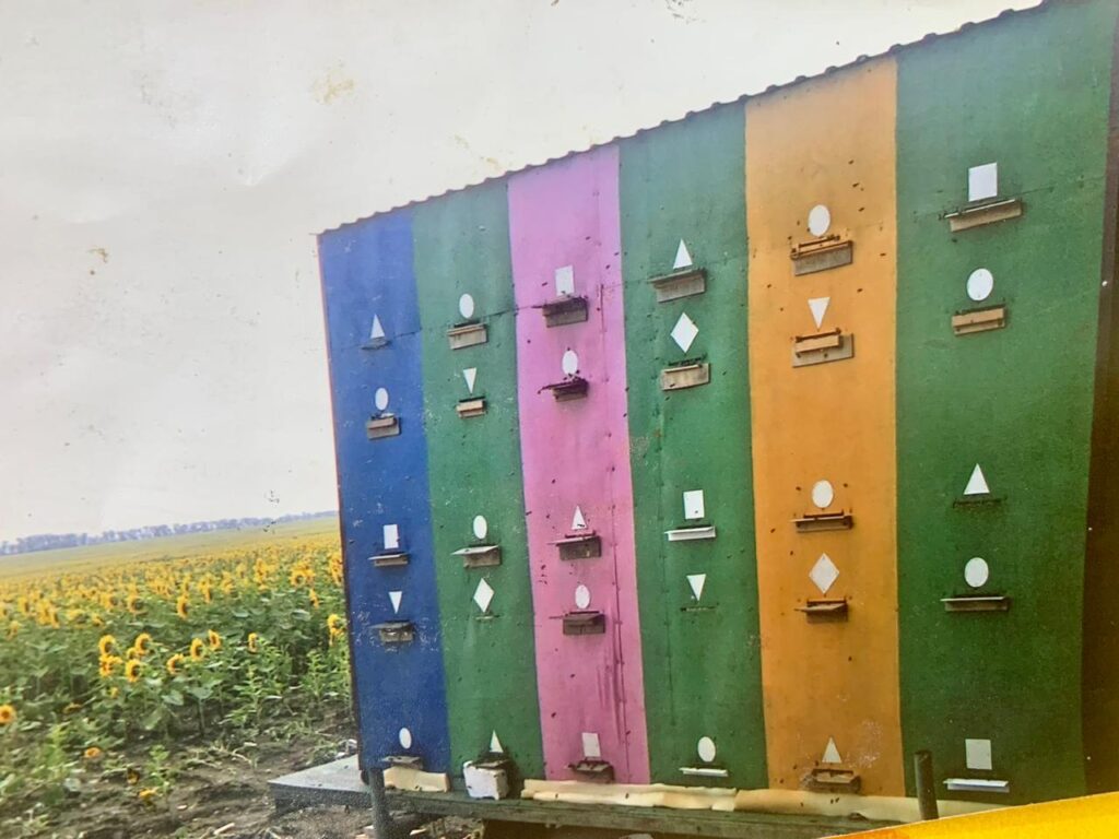 Меньше пчел – дороже мед: в Татарстане стремительно убывают пасеки