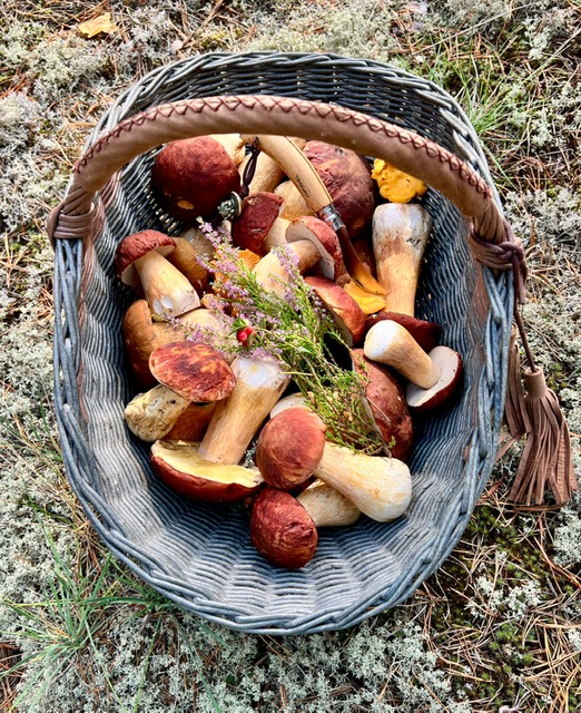 Миллион за паутинник: грибники в Татарстане испугались штрафов за добычу ценных экземпляров