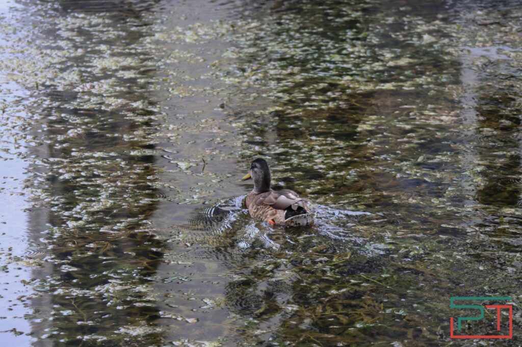 «Благоустроили и забыли»: озеро Марьино в Казани гибнет без кислорода