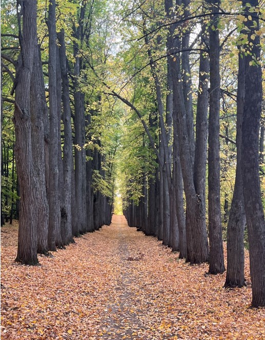 В реестр ОКН включен парк усадьбы Нарышкиных-Паулуччи в Татарстане