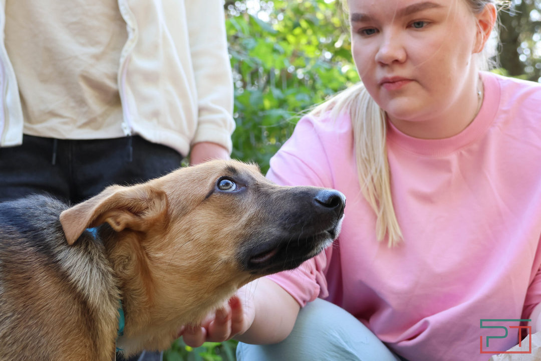 На произвол судьбы: нерадивые хозяева в Татарстане бросают на дачах кошек и собак