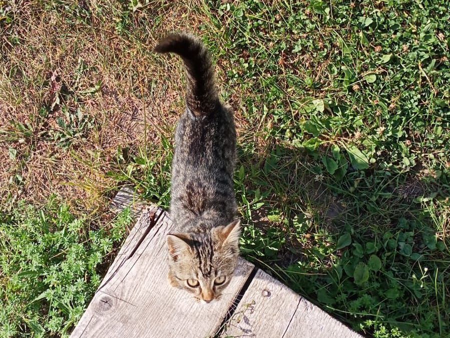 На произвол судьбы: нерадивые хозяева в Татарстане бросают на дачах кошек и собак